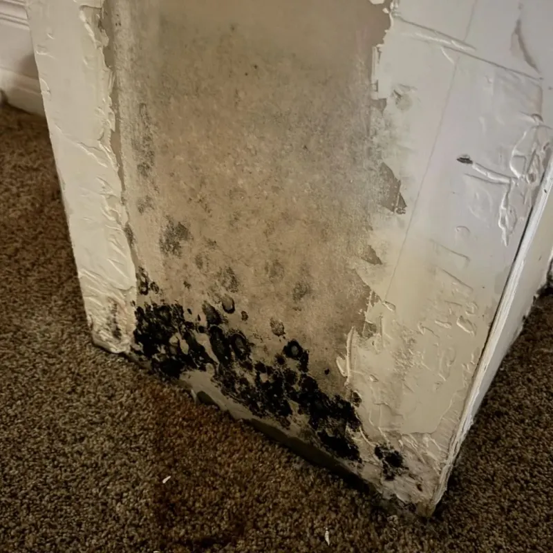 Professional Mold Removal in Milton, MA